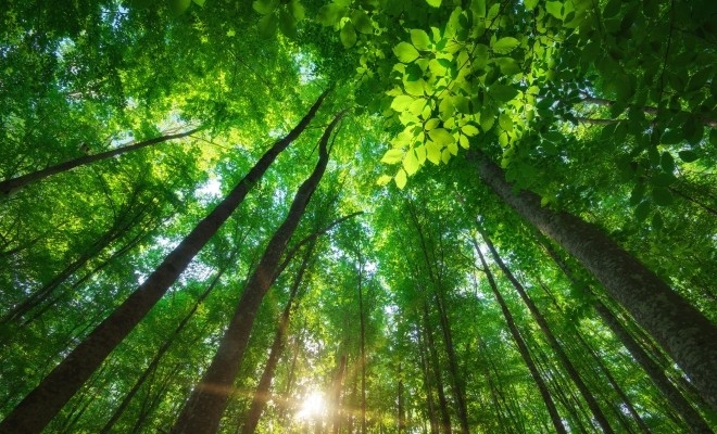 24. adr-sud-est-lanseaza-doua-apeluri-de-proiecte-din-cadrul-actiunii-24-sustinerea-investitiilor-s24682